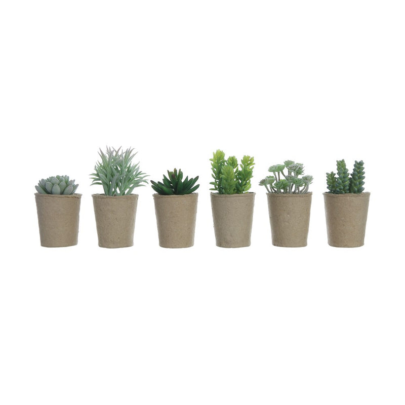 Succulent in paper pot- assorted
